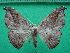  ( - KLM Lep 12254)  @11 [ ] CreativeCommons - Attribution Non-Commercial Share-Alike (2018) Christian Wieser Landesmuseum Kärnten