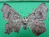  ( - KLM Lep 12472)  @11 [ ] CreativeCommons - Attribution Non-Commercial Share-Alike (2018) Christian Wieser Landesmuseum Kärnten