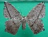  ( - KLM Lep 12473)  @12 [ ] CreativeCommons - Attribution Non-Commercial Share-Alike (2018) Christian Wieser Landesmuseum Kärnten