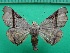  ( - KLM Lep 12477)  @11 [ ] CreativeCommons - Attribution Non-Commercial Share-Alike (2018) Christian Wieser Landesmuseum Kärnten