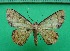  ( - KLM Lep 12489)  @11 [ ] CreativeCommons - Attribution Non-Commercial Share-Alike (2018) Christian Wieser Landesmuseum Kärnten