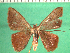  ( - KLM Lep 12523)  @11 [ ] CreativeCommons - Attribution Non-Commercial Share-Alike (2018) Christian Wieser Landesmuseum Kärnten