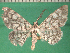  ( - KLM Lep 12542)  @11 [ ] CreativeCommons - Attribution Non-Commercial Share-Alike (2018) Christian Wieser Landesmuseum Kärnten