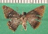  ( - KLM Lep 12545)  @11 [ ] CreativeCommons - Attribution Non-Commercial Share-Alike (2018) Christian Wieser Landesmuseum Kärnten
