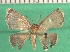  ( - KLM Lep 12558)  @11 [ ] CreativeCommons - Attribution Non-Commercial Share-Alike (2018) Christian Wieser Landesmuseum Kärnten