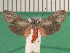  ( - KLM Lep 13432)  @13 [ ] CreativeCommons - Attribution Non-Commercial Share-Alike (2018) Christian Wieser Landesmuseum Kärnten
