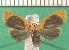  ( - KLM Lep 13447)  @11 [ ] CreativeCommons - Attribution Non-Commercial Share-Alike (2018) Christian Wieser Landesmuseum Kärnten