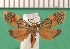  ( - KLM Lep 13470)  @11 [ ] CreativeCommons - Attribution Non-Commercial Share-Alike (2018) Christian Wieser Landesmuseum Kärnten