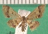  ( - KLM Lep 13512)  @11 [ ] CreativeCommons - Attribution Non-Commercial Share-Alike (2018) Christian Wieser Landesmuseum Kärnten