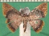  ( - KLM Lep 13566)  @11 [ ] CreativeCommons - Attribution Non-Commercial Share-Alike (2018) Christian Wieser Landesmuseum Kärnten