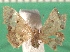  ( - KLM Lep 13581)  @11 [ ] CreativeCommons - Attribution Non-Commercial Share-Alike (2018) Christian Wieser Landesmuseum Kärnten