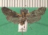  ( - KLM Lep 13680)  @11 [ ] CreativeCommons - Attribution Non-Commercial Share-Alike (2018) Christian Wieser Landesmuseum Kärnten