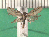  ( - KLM Lep 13965)  @11 [ ] CreativeCommons - Attribution Non-Commercial Share-Alike (2018) Christian Wieser Landesmuseum Kärnten