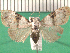  ( - KLM Lep 13972)  @11 [ ] CreativeCommons - Attribution Non-Commercial Share-Alike (2018) Christian Wieser Landesmuseum Kärnten