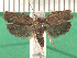  (Zetesima - KLM Lep 13991)  @11 [ ] CreativeCommons - Attribution Non-Commercial Share-Alike (2018) Christian Wieser Landesmuseum Kärnten