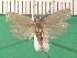  ( - KLM Lep 14110)  @11 [ ] CreativeCommons - Attribution Non-Commercial Share-Alike (2018) Christian Wieser Landesmuseum Kärnten
