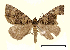  ( - AM 1964)  @13 [ ] CreativeCommons - Attribution (2010) Unspecified Centre for Biodiversity Genomics