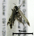  ( - ww04191)  @11 [ ] CreativeCommons - Attribution (2010) Unspecified Centre for Biodiversity Genomics