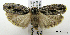  ( - ww04224)  @14 [ ] CreativeCommons - Attribution (2010) Unspecified Centre for Biodiversity Genomics