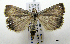  ( - ww04226)  @13 [ ] CreativeCommons - Attribution (2010) Unspecified Centre for Biodiversity Genomics