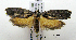  ( - ww04262)  @11 [ ] CreativeCommons - Attribution (2010) Unspecified Centre for Biodiversity Genomics