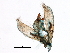  ( - 06-NSWE-00246)  @11 [ ] CreativeCommons - Attribution (2018) CBG Photography Group Centre for Biodiversity Genomics