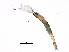  ( - 06-NSWE-00246)  @11 [ ] CreativeCommons - Attribution (2018) CBG Photography Group Centre for Biodiversity Genomics