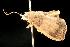  ( - 06-NSWE-00351)  @12 [ ] CreativeCommons - Attribution (2010) Unspecified Centre for Biodiversity Genomics