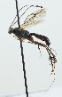  ( - NJP1126)  @11 [ ] CreativeCommons  Attribution Share-Alike (by-sa) (2023) Unspecified Linnaeus University