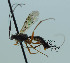  (Lissonota palpalis - NJP1183)  @11 [ ] CreativeCommons  Attribution Share-Alike (by-sa) (2023) Unspecified Linnaeus University