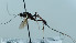 ( - NJP1189)  @11 [ ] CreativeCommons  Attribution Share-Alike (by-sa) (2023) Unspecified Linnaeus University
