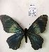  (Papilio moerneri - AVM560)  @11 [ ] CreativeCommons - Attribution Non-Commercial Share-Alike (2018) Markus Franzen Linnaeus university