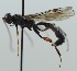  (Xorides indicatorius - NJP885)  @11 [ ] CreativeCommon (2022) Markus Franzen Linnaeus university