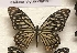  (Papilio clytia clytia - AVM_19)  @12 [ ] CreativeCommons - Attribution Non-Commercial Share-Alike (2017) Markus Franzen Linnaeus university