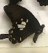  ( - AVM_26)  @11 [ ] CreativeCommons - Attribution Non-Commercial Share-Alike (2017) Markus Franzen Linnaeus university