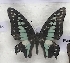  (Graphium eurypylus - AVM_56)  @11 [ ] CreativeCommons - Attribution Non-Commercial Share-Alike (2017) Markus Franzen Linnaeus university