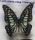  (Graphium chironides - AVM_57)  @11 [ ] CreativeCommons - Attribution Non-Commercial Share-Alike (2017) Markus Franzen Linnaeus university