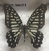  (Graphium leechi - AVM_59)  @11 [ ] CreativeCommons - Attribution Non-Commercial Share-Alike (2017) Markus Franzen Linnaeus university