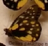  (Delias belladonna - AVM_69)  @11 [ ] CreativeCommons - Attribution Non-Commercial Share-Alike (2017) Markus Franzen Linnaeus university