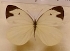  (Talbotia naganum - AVM_86)  @11 [ ] CreativeCommons - Attribution Non-Commercial Share-Alike (2017) Markus Franzen Linnaeus university