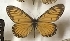  (Acraea issoria - AVM_214)  @11 [ ] CreativeCommons - Attribution Non-Commercial Share-Alike (1943) Markus Franzen Linnaeus university