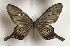  ( - AVM_427)  @13 [ ] CreativeCommons - Attribution Non-Commercial Share-Alike (2017) Markus Franzen Linnaeus university