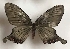  ( - AVM_428)  @12 [ ] CreativeCommons - Attribution Non-Commercial Share-Alike (2017) Markus Franzen Linnaeus university