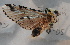  (Neoharpyia liturata - 17_FAZS_224)  @11 [ ] CreativeCommons - Attribution Non-Commercial Share-Alike (2017) Markus Franzen Linnaeus university