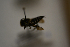  (Coelioxys obtusispina - AVM1840)  @11 [ ] CreativeCommon (2341) Markus Franzen Linnaeus university