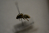  ( - AVM1842)  @11 [ ] CreativeCommon (2343) Markus Franzen Linnaeus university
