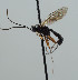  ( - NJP1053)  @11 [ ] CreativeCommons  Attribution Share-Alike (by-sa) (2023) Unspecified Linnaeus University