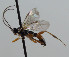 (Homotropus mugerwai - NJP1059)  @11 [ ] CreativeCommons  Attribution Share-Alike (by-sa) (2023) Unspecified Linnaeus University