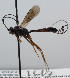  (Lissonota argiola - NJP922)  @11 [ ] CreativeCommons  Attribution Share-Alike (by-sa) (2023) Unspecified Linnaeus University
