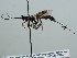  (Xorides depressus - NJP986)  @11 [ ] CreativeCommons  Attribution Share-Alike (by-sa) (2023) Unspecified Linnaeus University